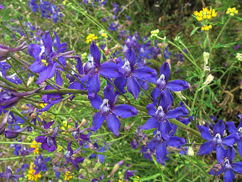 Delphinium parryi